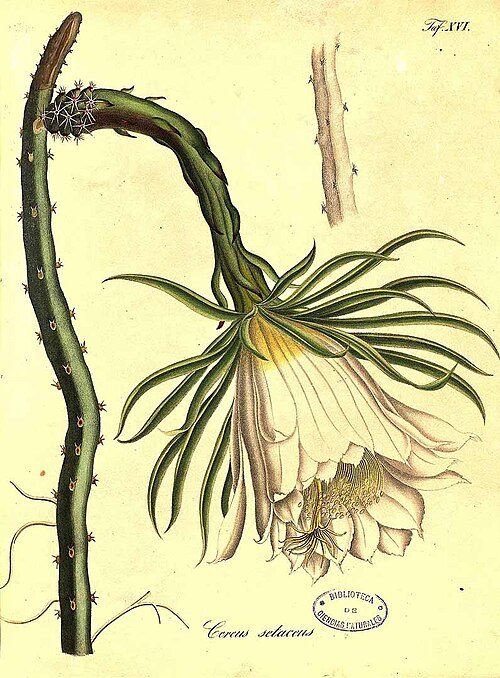 Selenicereus setaceus cactus met groene stengels en witte bloemen.