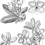 Botanische tekening van Hymenorchis javanica orchidee met groene bladeren en witte bloemen.