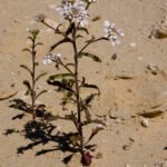 Iberis amara bloeit in kalkrijke grond en is winterhard.