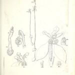 Illustratie van Eriochilus cucullatus plant met donkere bladeren en bloeiende bloem.