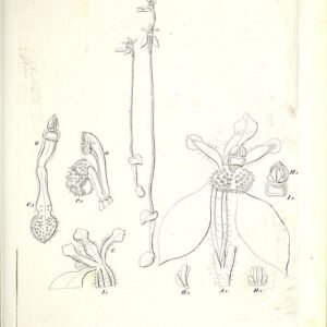 Illustratie van Eriochilus cucullatus plant met donkere bladeren en bloeiende bloem.