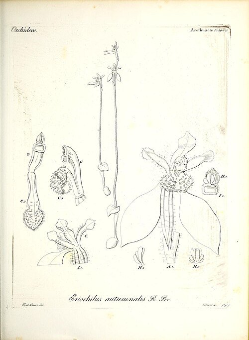 Illustratie van Eriochilus cucullatus plant met donkere bladeren en bloeiende bloem.