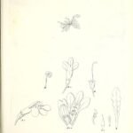 Mazus pumilio bloem met paarse bloemblaadjes en groen blad, botanische illustratie.