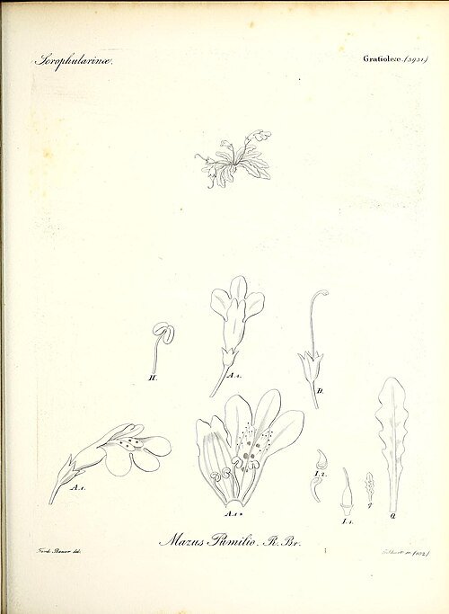 Mazus pumilio bloem met paarse bloemblaadjes en groen blad, botanische illustratie.