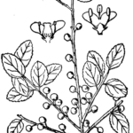 Ilex glabra struik met glanzende groene bladeren en rode bessen.