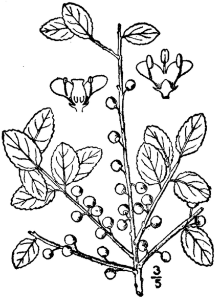 Ilex glabra struik met glanzende groene bladeren en rode bessen.