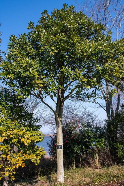 Ilex latifolia plant in Mizunomori Water Botanical Garden.