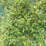 Groen Ilex Mitis bladeren op een witte achtergrond.