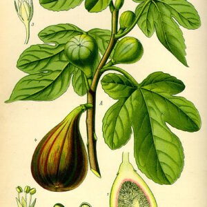 Illustratie van een vijgenboom op kleigrond.