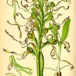 Himantoglossum hircinum bloem in volle bloei met paarse bloemblaadjes.
