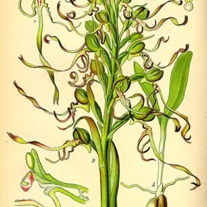 Himantoglossum hircinum bloem in volle bloei met paarse bloemblaadjes.