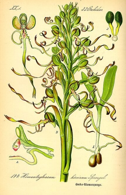 Himantoglossum hircinum bloem in volle bloei met paarse bloemblaadjes.