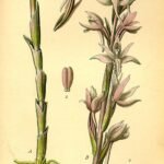 Illustratie van winterharde Limodorinae plant in schaduwrijke standplaats.