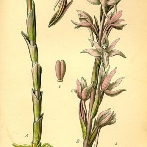 Illustratie van winterharde Limodorinae plant in schaduwrijke standplaats.