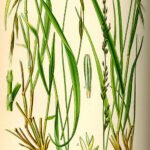 Illustratie van winterharde Molinia caerulea plant.