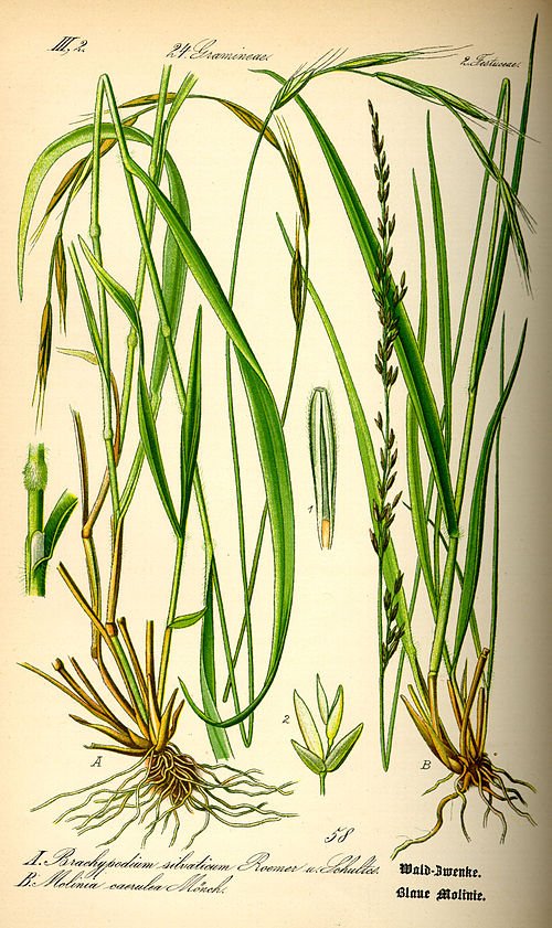 Illustratie van winterharde Molinia caerulea plant.