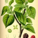 Zwarte moerbei fruit op illustratie in zwart-wit.