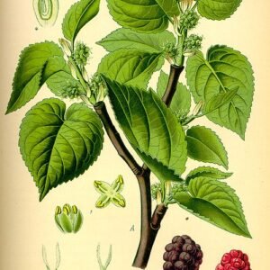 Zwarte moerbei fruit op illustratie in zwart-wit.