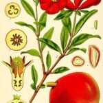 Illustratie van een granaatappelboom met winterhardheid.