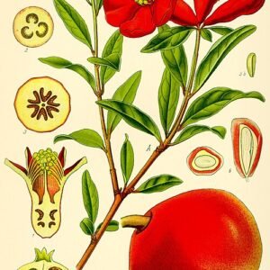 Illustratie van een granaatappelboom met winterhardheid.