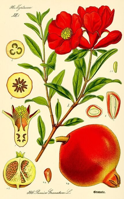 Illustratie van een granaatappelboom met winterhardheid.
