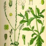 Illustratie van IJzerhard plant met groene bladeren en paarse bloemen.