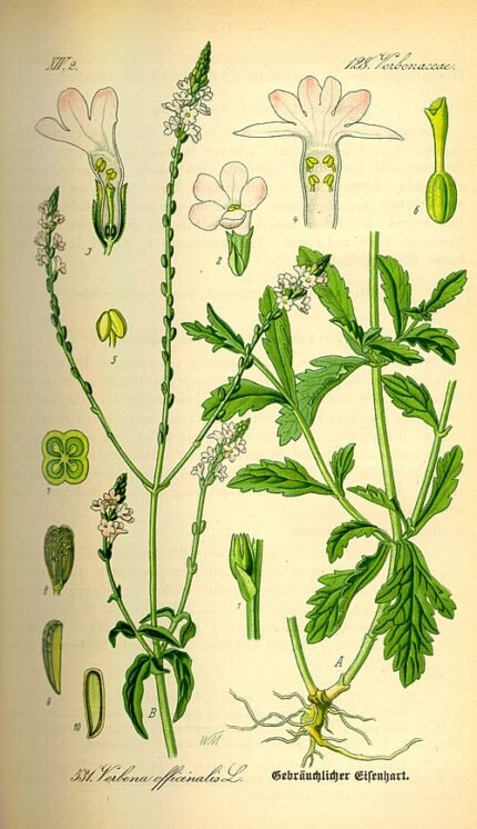 Illustratie van IJzerhard plant met groene bladeren en paarse bloemen.
