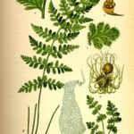 Illustratie van Woodsia alpina op kleigrond.