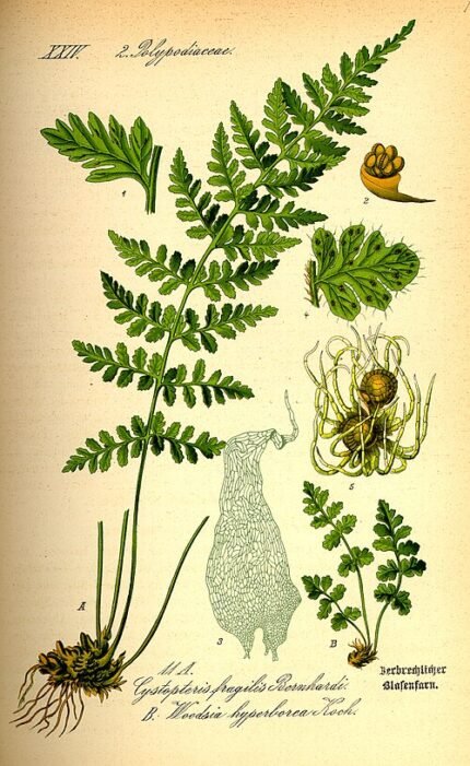Illustratie van Woodsia alpina op kleigrond.