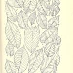 Ulmus ‘Berardii’ met grote ovale bladeren en fijne vertakkingen.