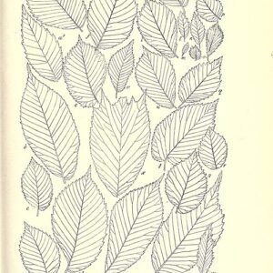 Ulmus ‘Berardii’ met grote ovale bladeren en fijne vertakkingen.