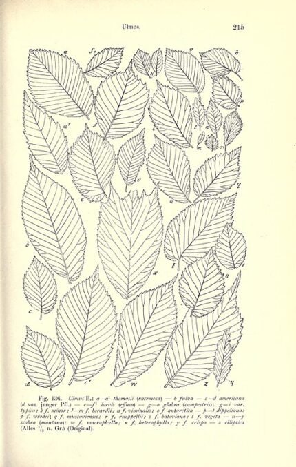 Ulmus ‘Berardii’ met grote ovale bladeren en fijne vertakkingen.
