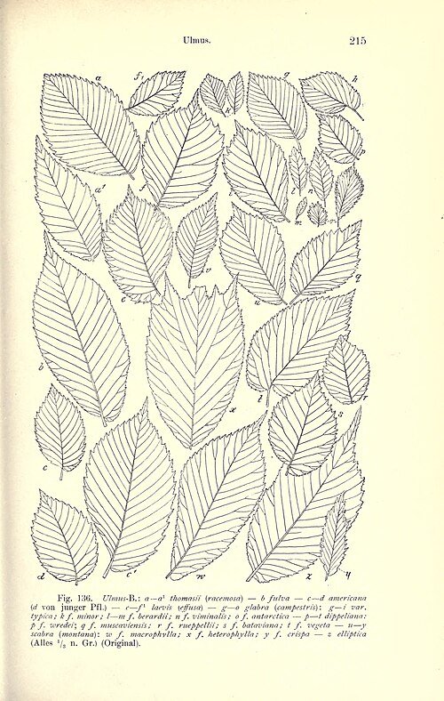 Ulmus ‘Berardii’ met grote ovale bladeren en fijne vertakkingen.