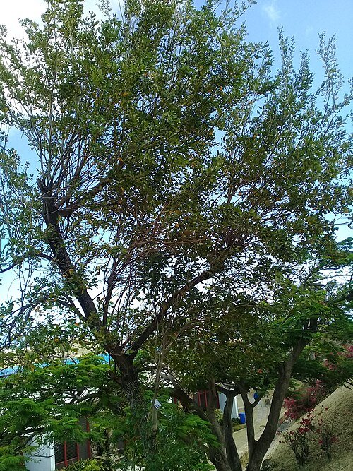 Afbeelding van de Tabebuia heterophylla boom op St. Thomas, USVI.