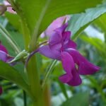 Impatiens balsamina plant in bloei met perzikkleurige bloemen.
