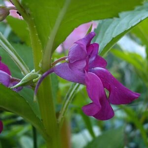 Impatiens balsamina plant in bloei met perzikkleurige bloemen.