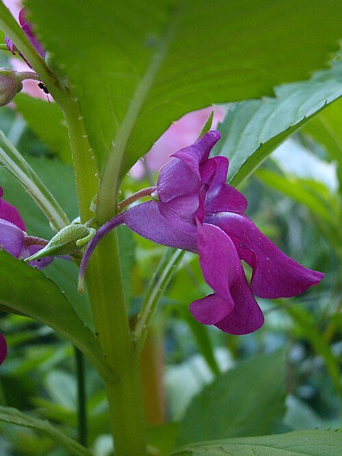 Impatiens balsamina plant in bloei met perzikkleurige bloemen.