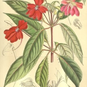 Nieuw-Guinea-impatiens bloemen in verschillende tinten roze en paars.