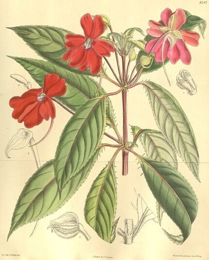 Nieuw-Guinea-impatiens bloemen in verschillende tinten roze en paars.