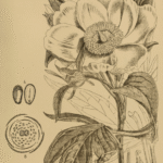 Paeonia emodi bloemen in paars en wit op een botanische illustratie.