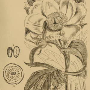 Paeonia emodi bloemen in paars en wit op een botanische illustratie.