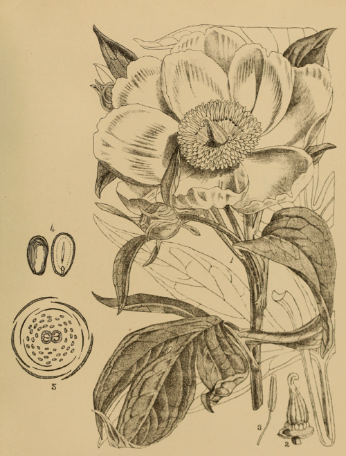 Paeonia emodi bloemen in paars en wit op een botanische illustratie.