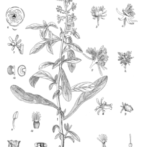 Reseda odorata plant in Indian Medicinal Plants book plate.