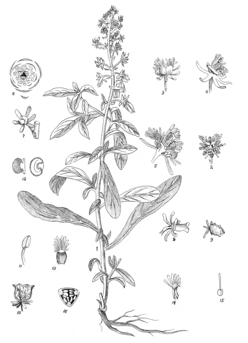 Reseda odorata plant in Indian Medicinal Plants book plate.