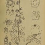 Balanites roxburghii plant met gedetailleerde bladeren en vruchten.