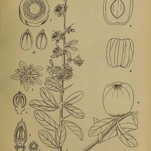 Balanites roxburghii plant met gedetailleerde bladeren en vruchten.