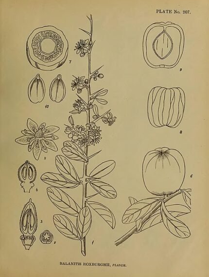 Balanites roxburghii plant met gedetailleerde bladeren en vruchten.