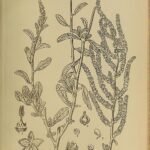 Aerva javanica plant met kleine witte bloemen op groene stelen.