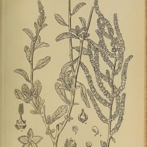 Aerva javanica plant met kleine witte bloemen op groene stelen.