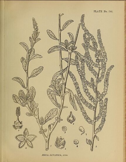 Aerva javanica plant met kleine witte bloemen op groene stelen.